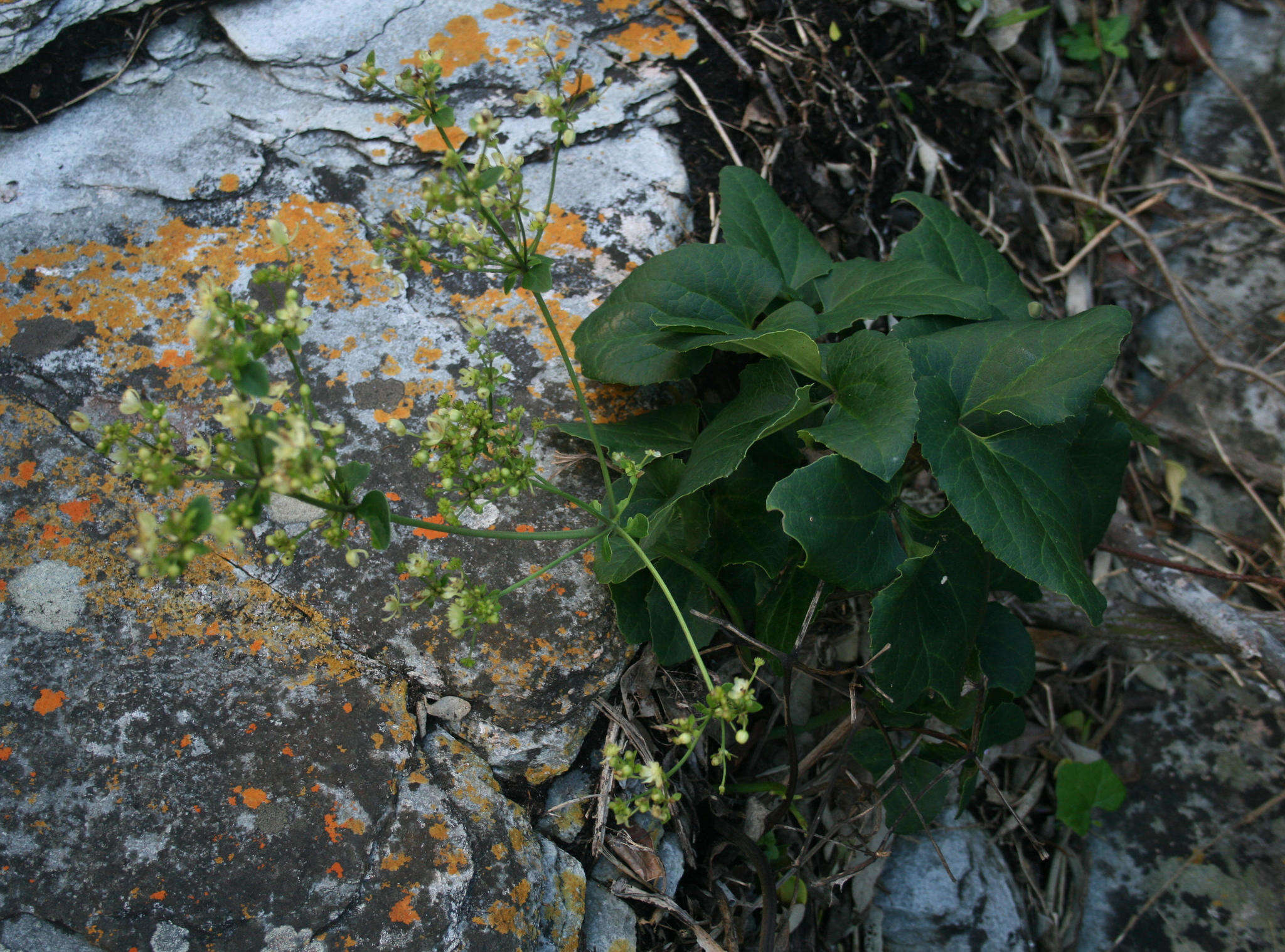 Image of Knowltonia vesicatoria subsp. grossa H. Rasmussen