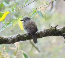 Image of Black-streaked Puffbird