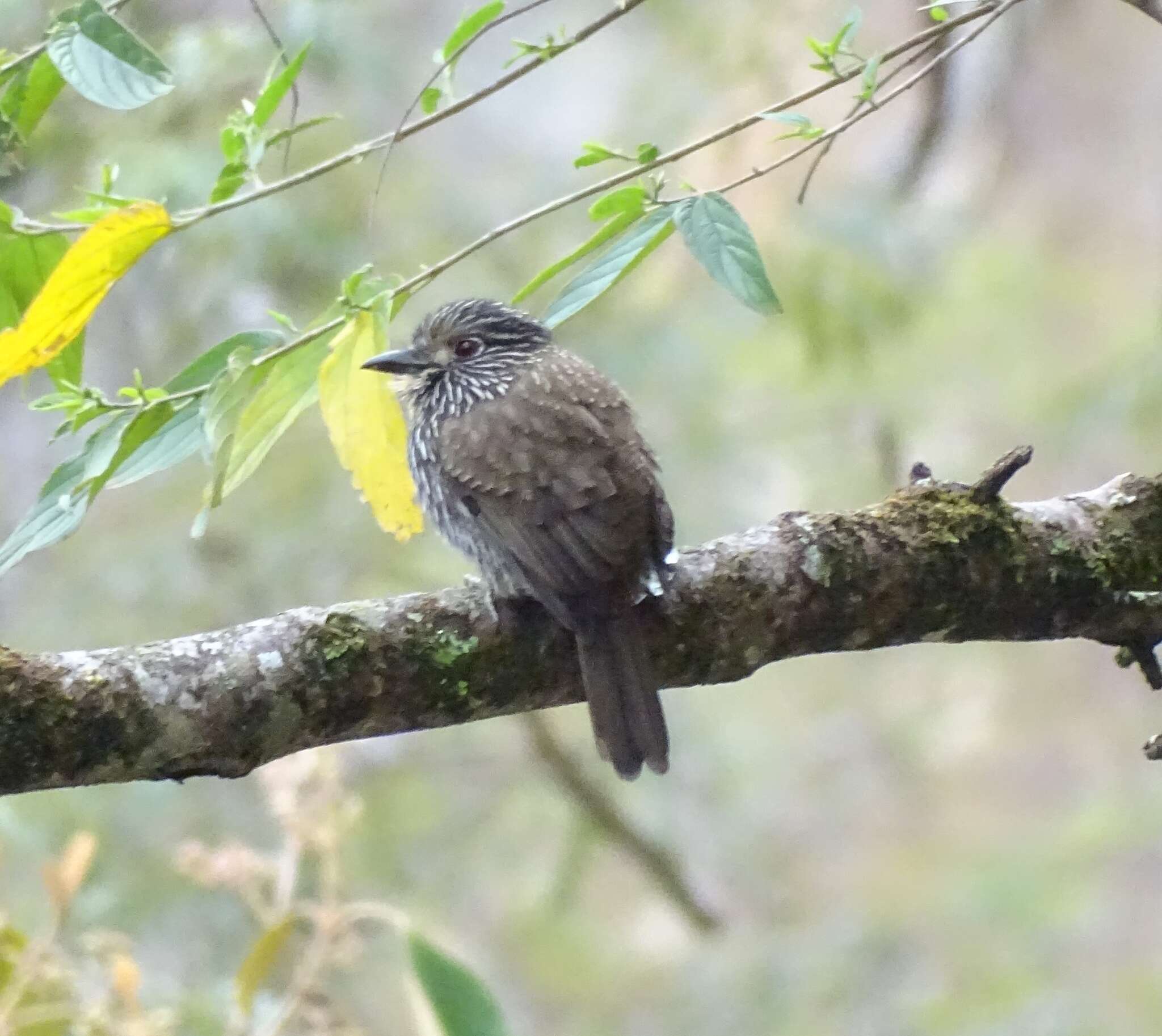 Image of Black-streaked Puffbird