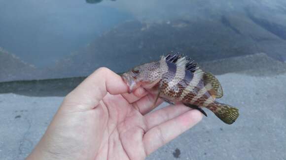 Image of Banded reef-cod