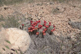 Image de Echinocereus coccineus subsp. coccineus