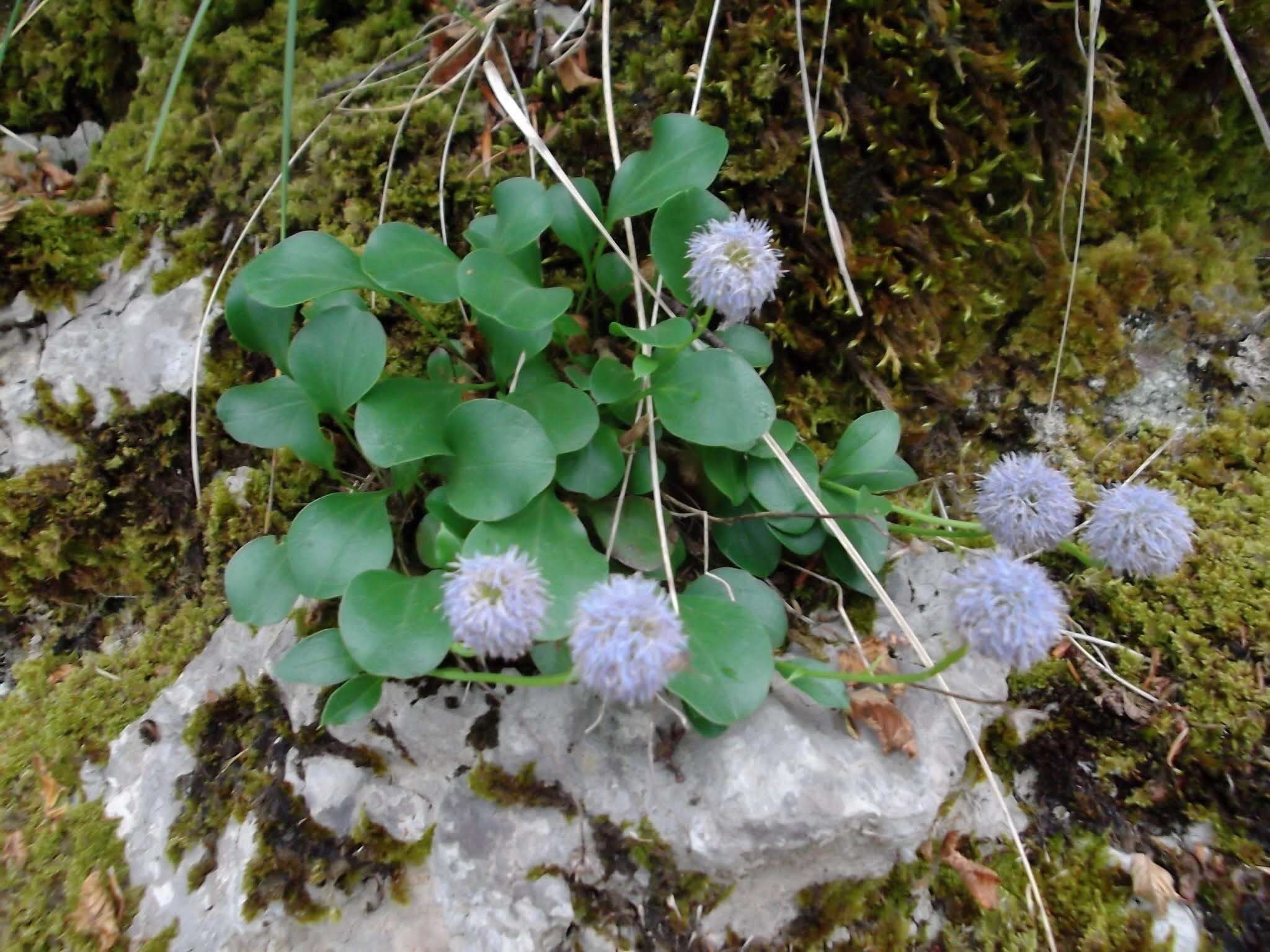 Image de Globularia incanescens Viv.