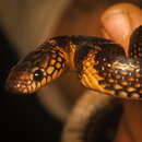 Image of Batjan Frog-eating Snake