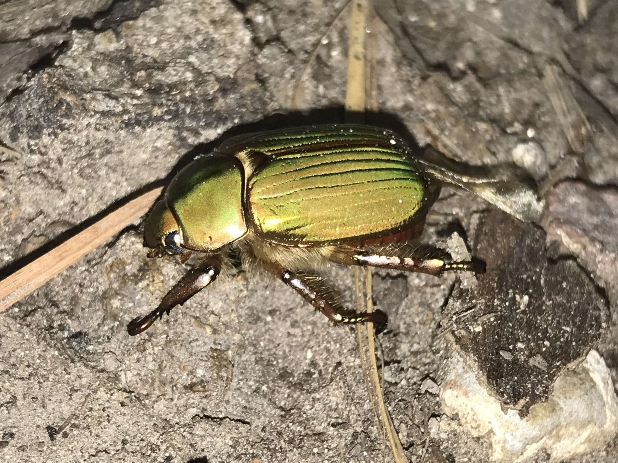 Imagem de Chrysina lecontei (Horn 1882)