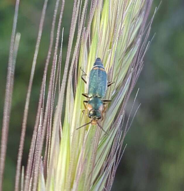 Image of <i>Clanoptilus assimilis</i>