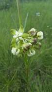 Imagem de Asclepias connivens Baldw. ex Ell.