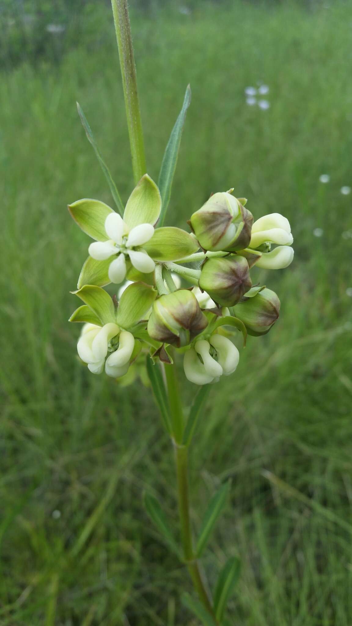 Image of Large-Flower Milkweed