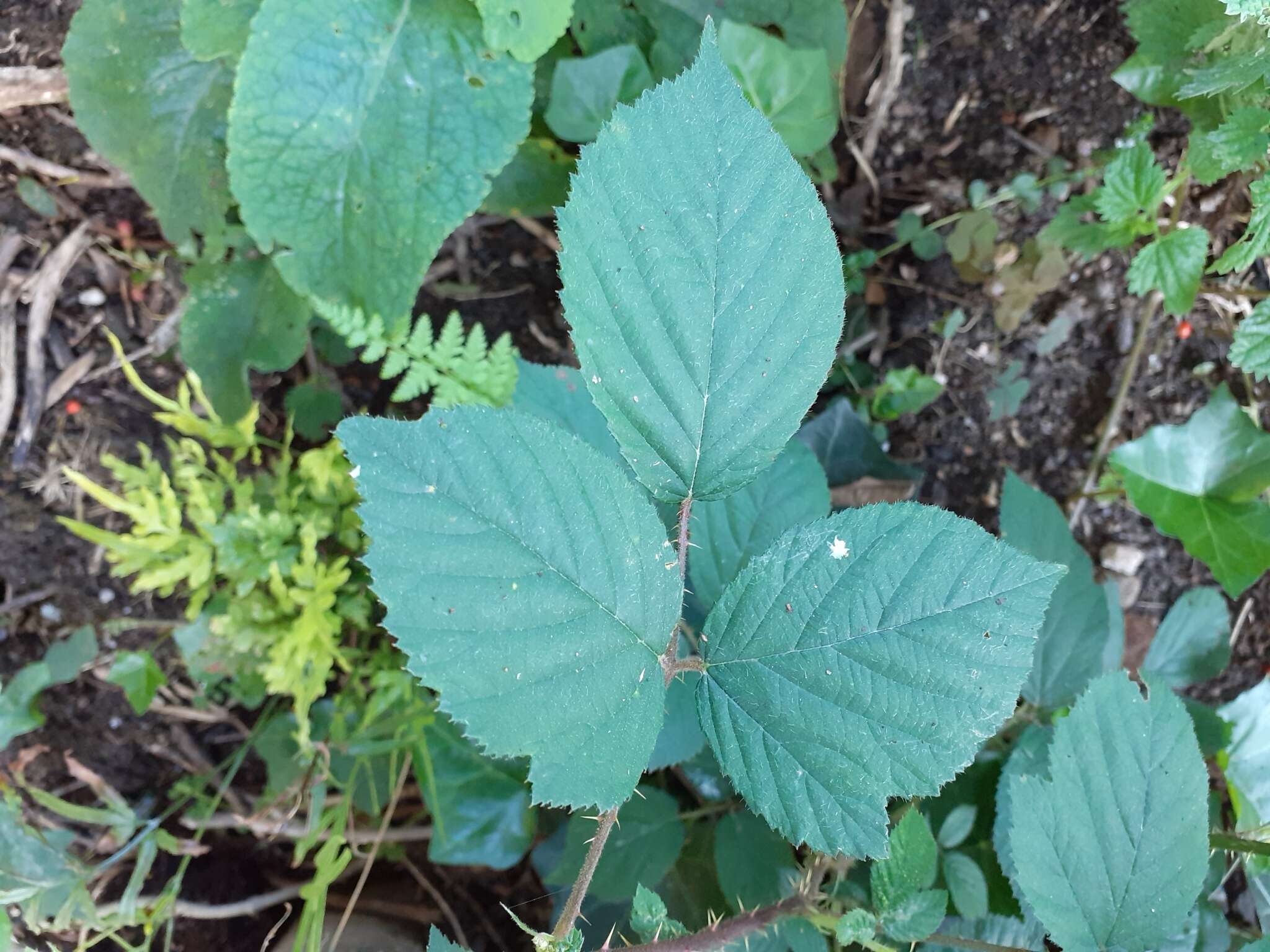 Image of Rubus dasyphyllus (Rogers) Rogers