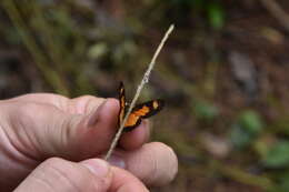 Image of Acraea acerata Hewitson 1874