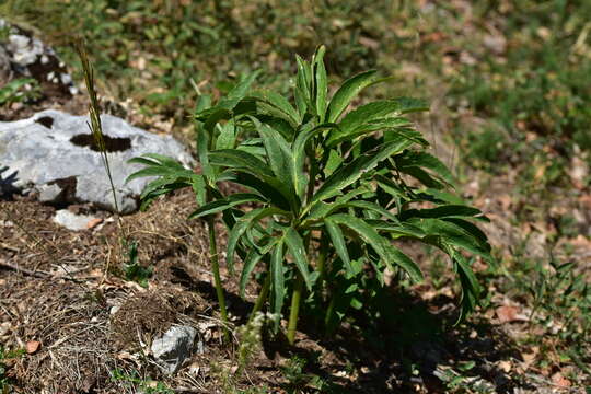 Image of early green hellebore