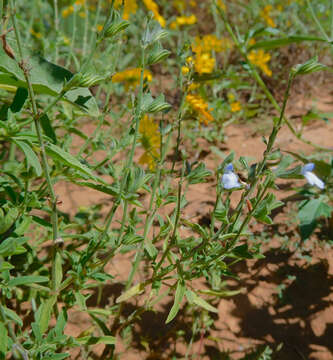 Salvia reflexa Hornem. resmi