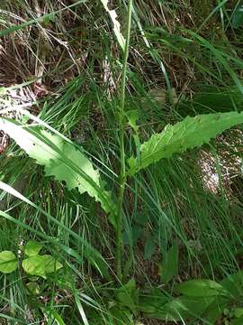 Image of Cirsium pannonicum (L. fil.) Link