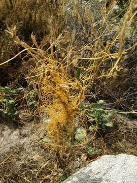 Image of chaparral dodder