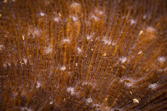 Image of dome coral