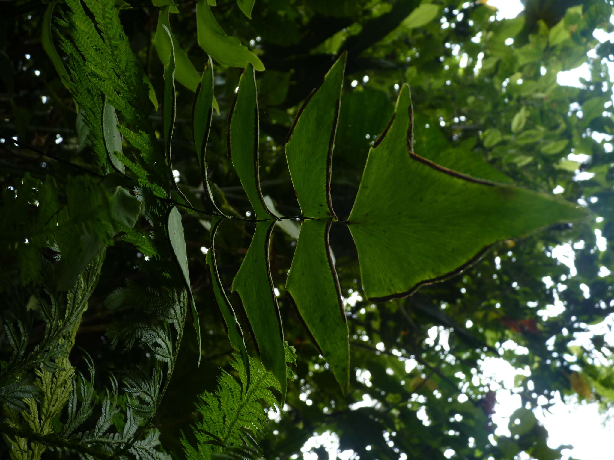 Image de Adiantum macrophyllum Sw.
