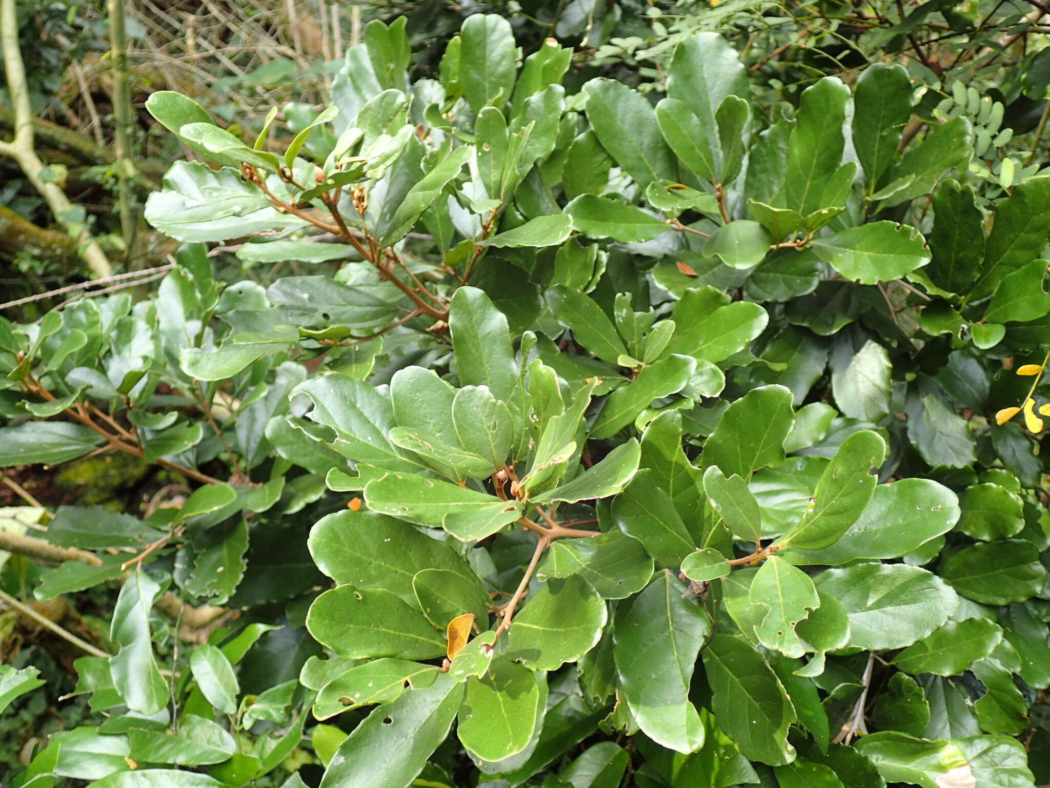 Cryptocarya latifolia Sond. resmi