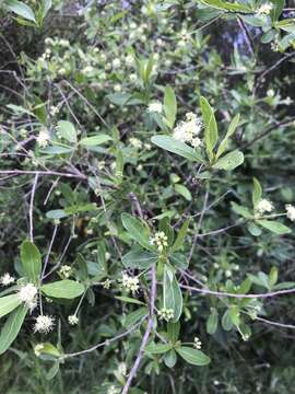 Terminalia australis Cambess.的圖片