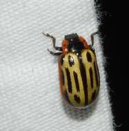 Image of Cottonwood Leaf Beetle