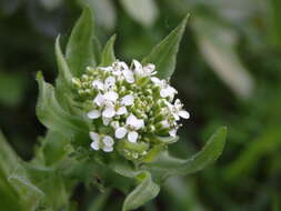 Image of Smith's Pepperwort