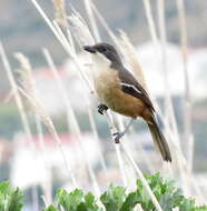 Image de Laniarius ferrugineus ferrugineus (Gmelin & JF 1788)