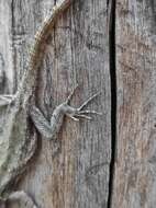 Image of Palacios' Bunchgrass Lizard