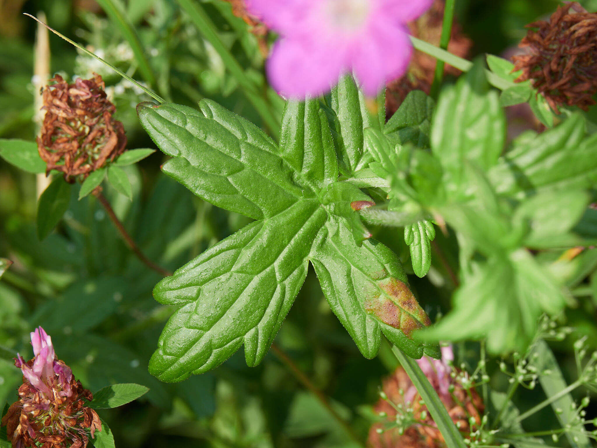 Imagem de Geranium palustre L.