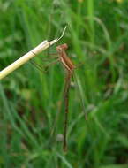 Image of Common Spreadwing