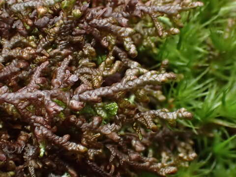 Image of Tamarisk Scalewort