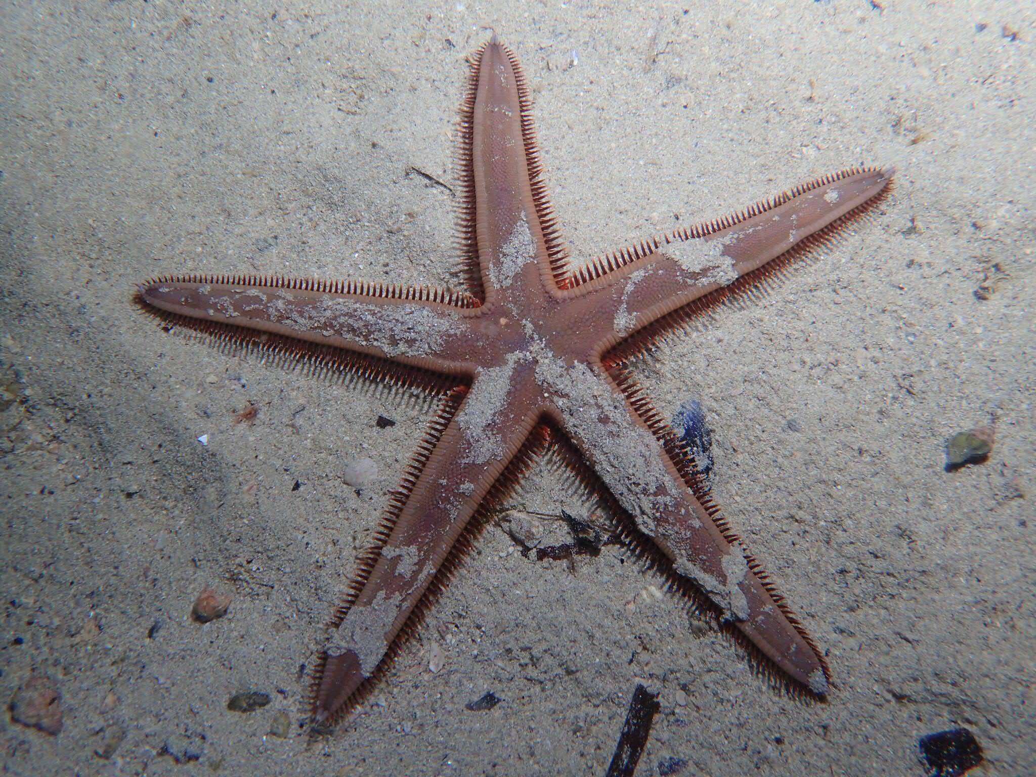 Image of Astropecten preissi Müller & Troschel 1843