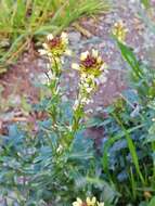 Image of Barbarea bracteosa Guss.