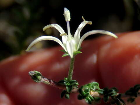 Wahlenbergia nodosa (H. Buek) Lammers resmi