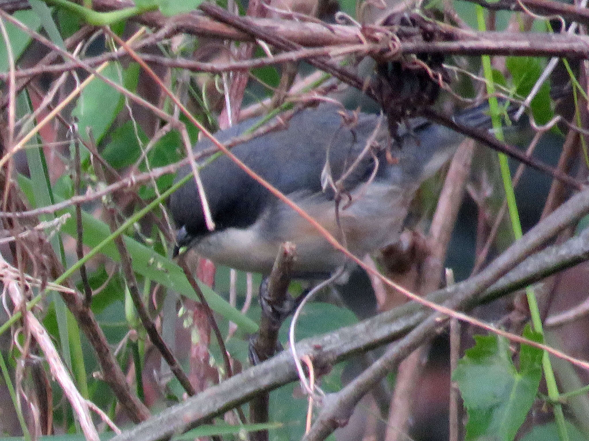 Image of Black-capped Warbling Finch