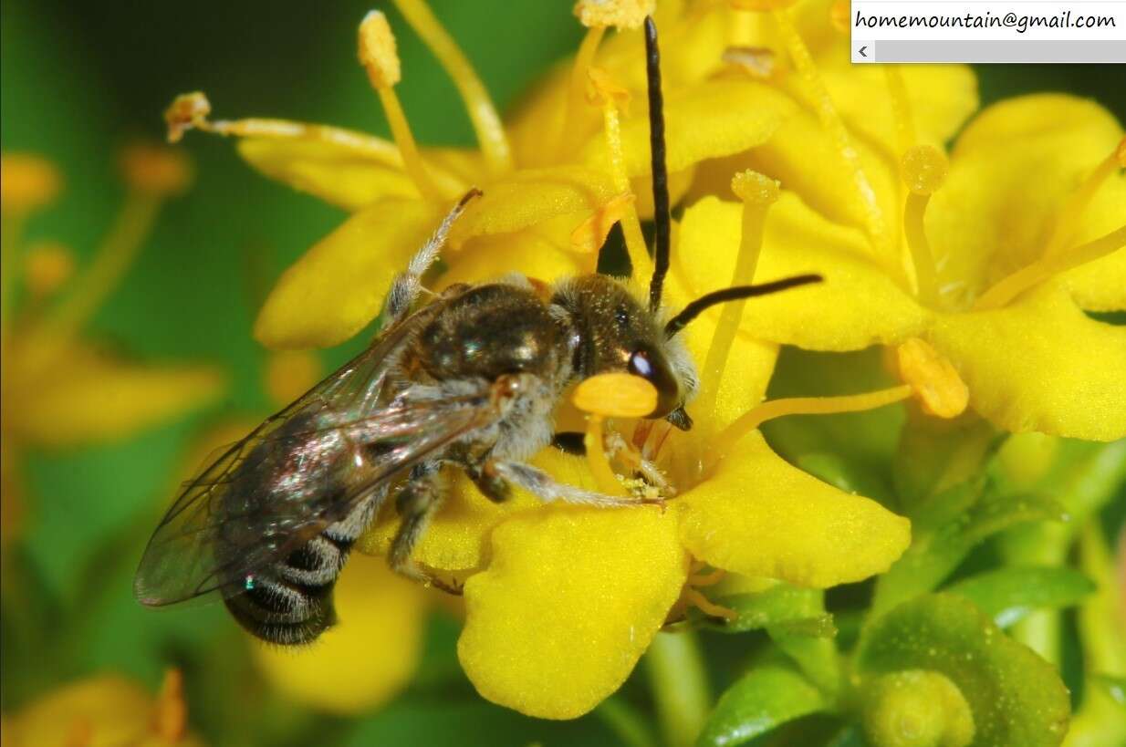 Halictus aerarius Smith 1873 resmi