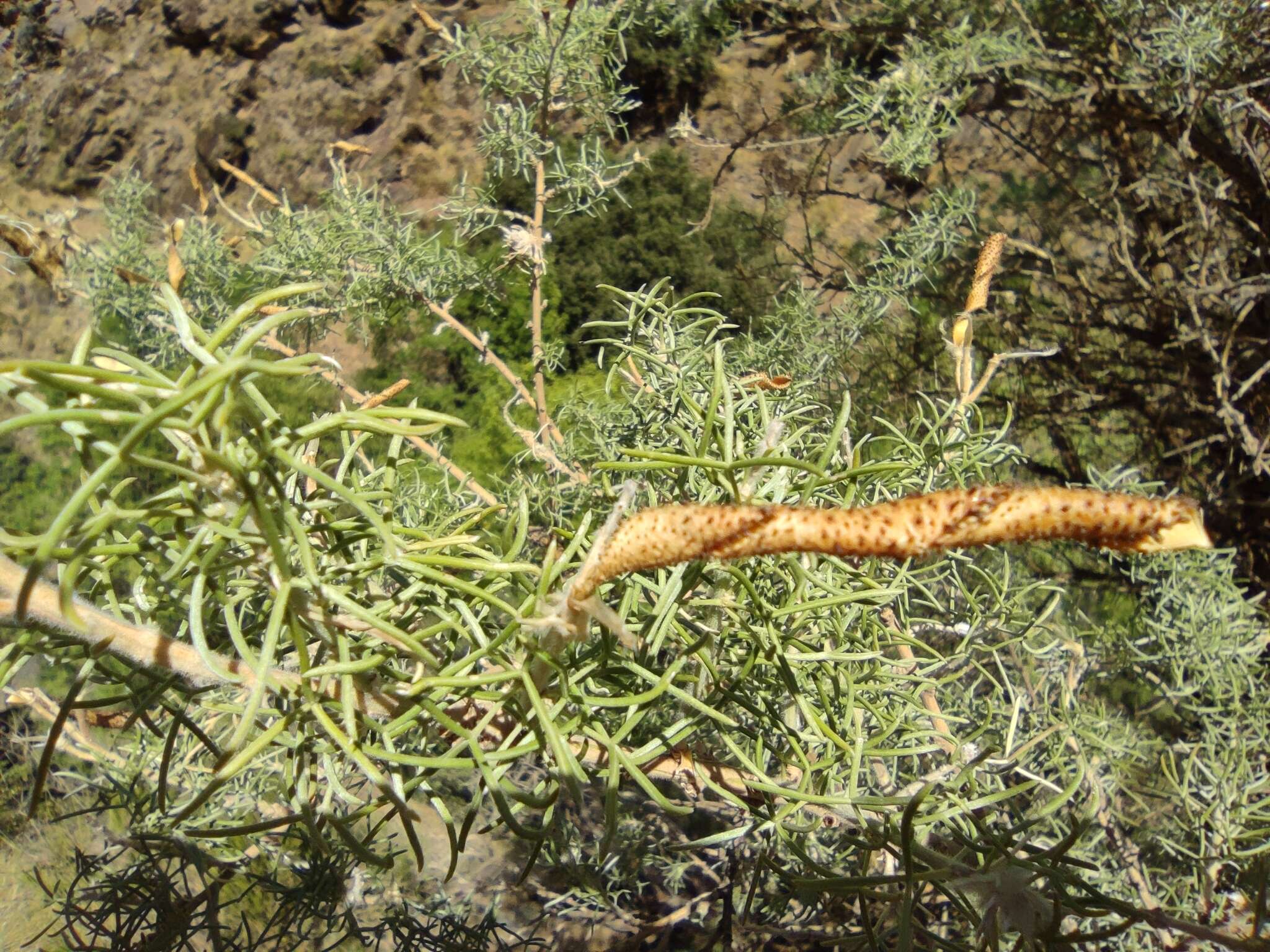 Image of Adenocarpus decorticans Boiss.