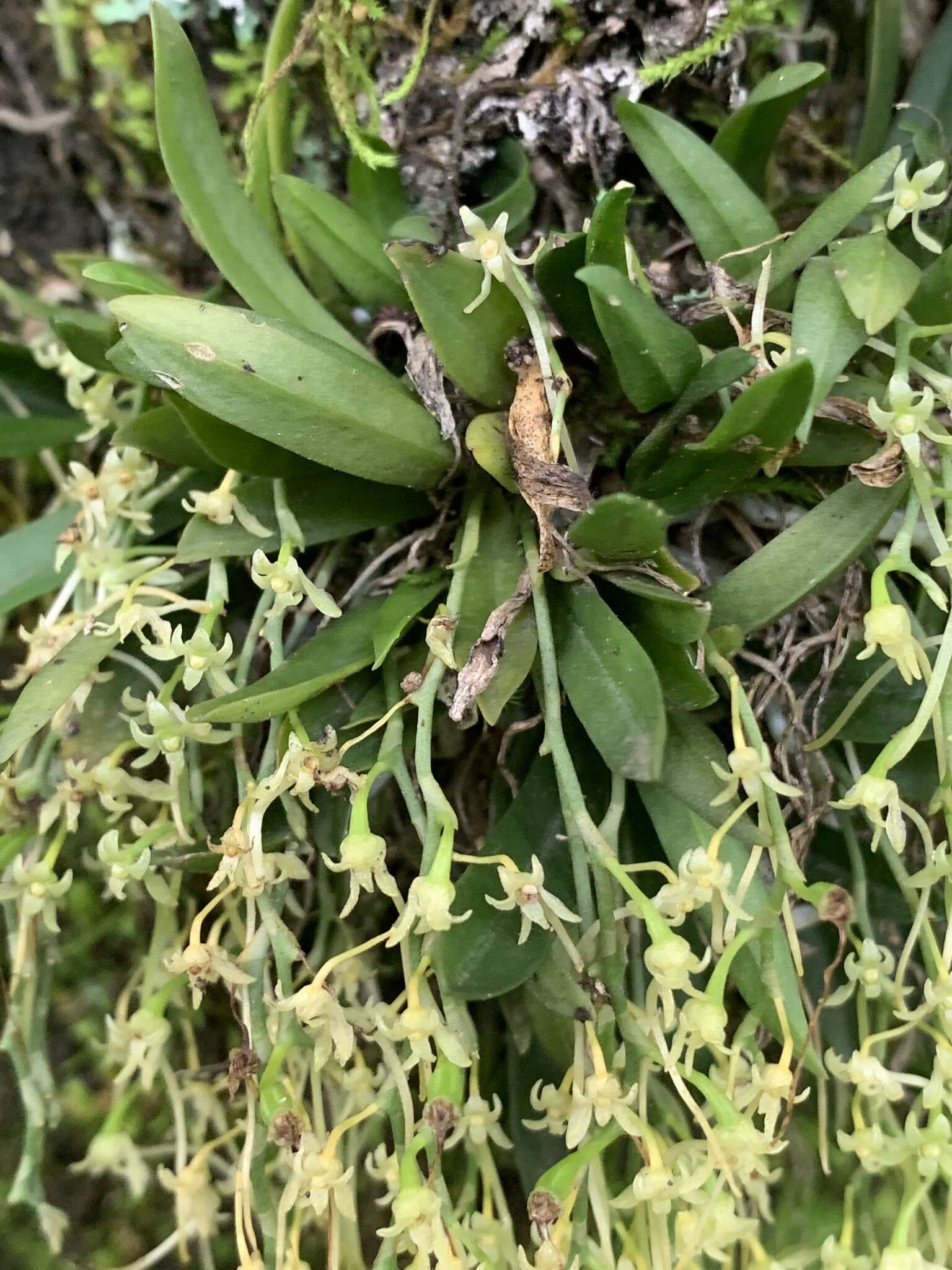 Image of Mystacidium flanaganii (Bolus) Bolus