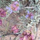 Salvia dorrii subsp. mearnsii (Britton) E. M. McClint. resmi