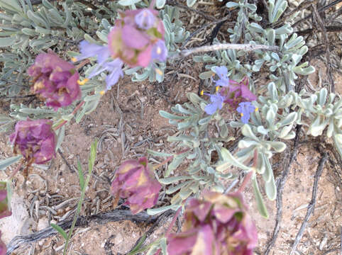 Sivun Salvia dorrii subsp. mearnsii (Britton) E. M. McClint. kuva