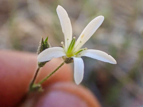 Imagem de Sabulina stolonifera (T. W. Nelson & J. P. Nelson) Dillenb. & Kadereit