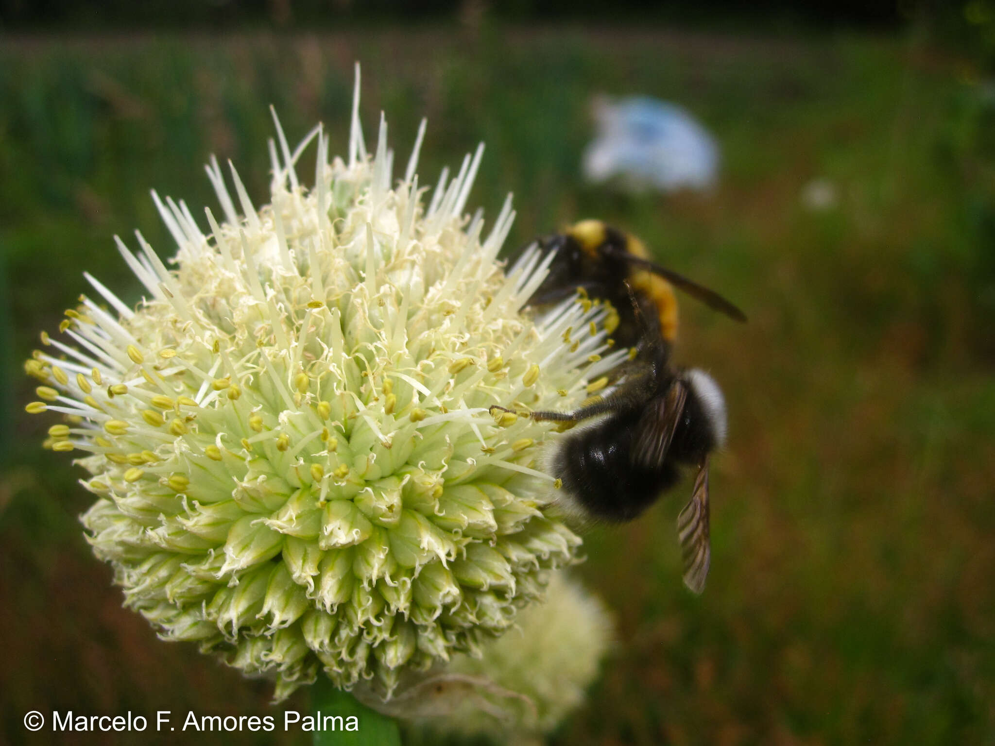 صورة Bombus robustus Smith 1854