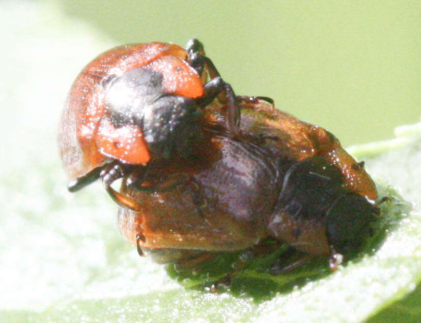 Sivun Chrysomela (Macrolina) schaefferi Brown 1956 kuva