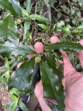 Sivun Eupomatia bennettii F. Müll. kuva