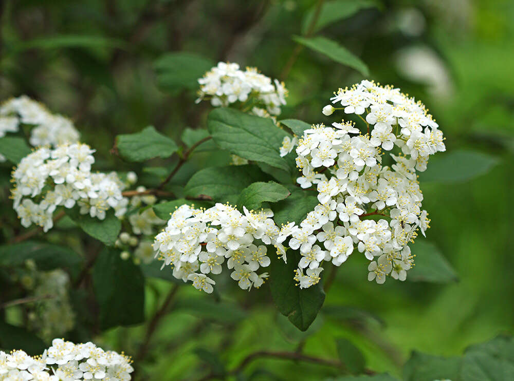 Image of Mongolian pride-of-Rochester