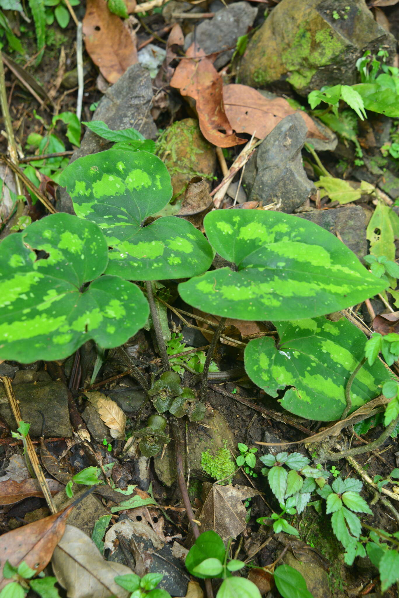 Image of Asarum chatienshanianum C. T. Lu & J. C. Wang