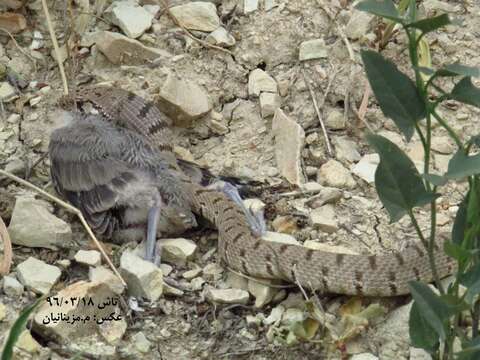 Image of Spotted Wipe Snake