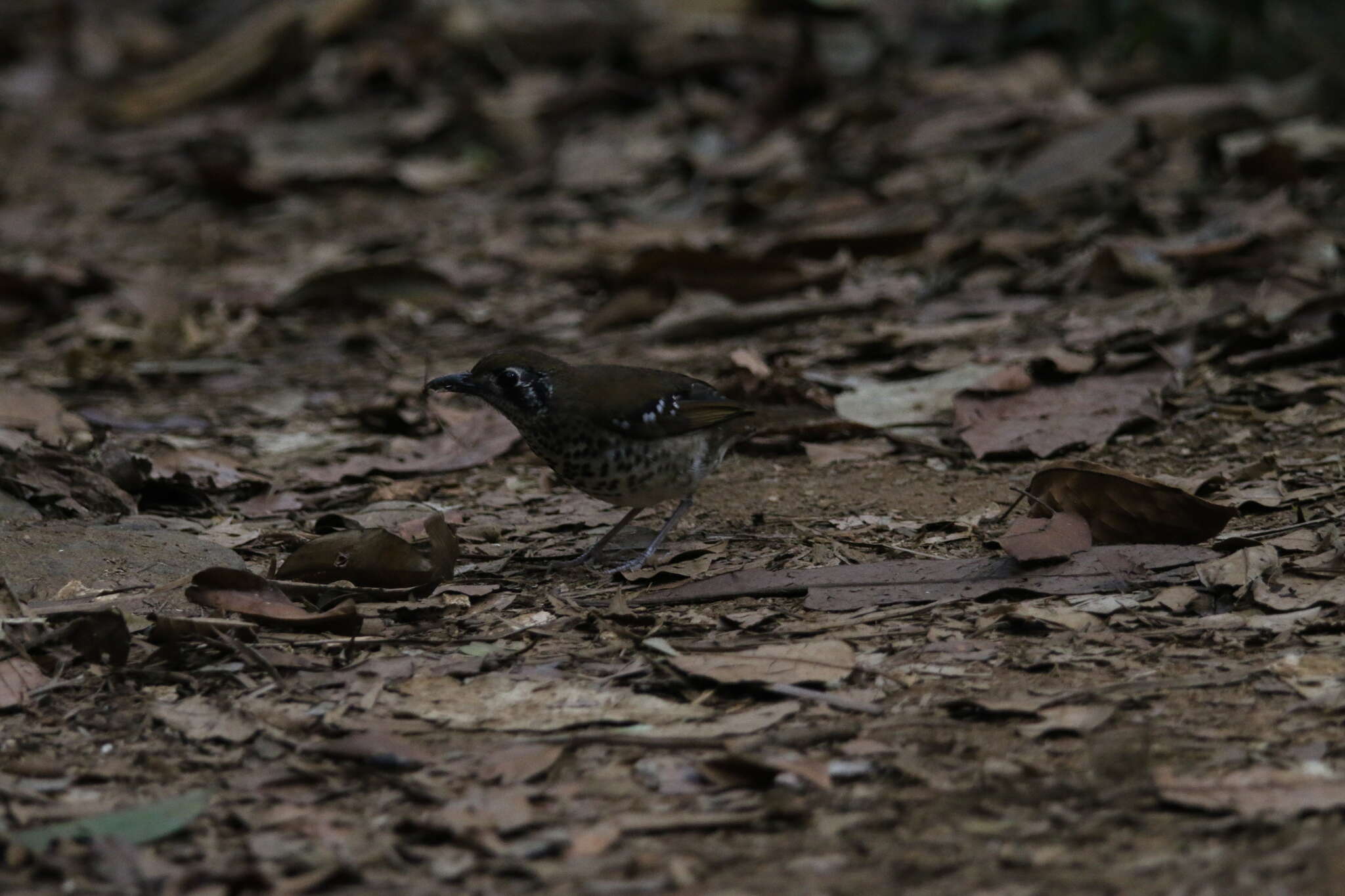 Image of Spot-winged Thrush