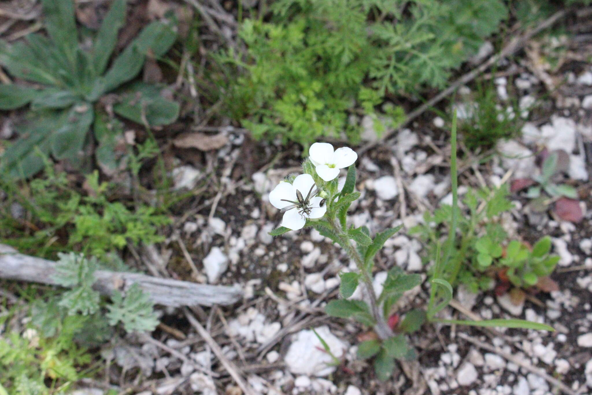 صورة Clausia agideliensis Knjasev