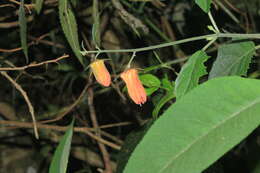 Image of Nasa campaniflora (Triana & Planch. ex Urb. & Gilg) Weigend
