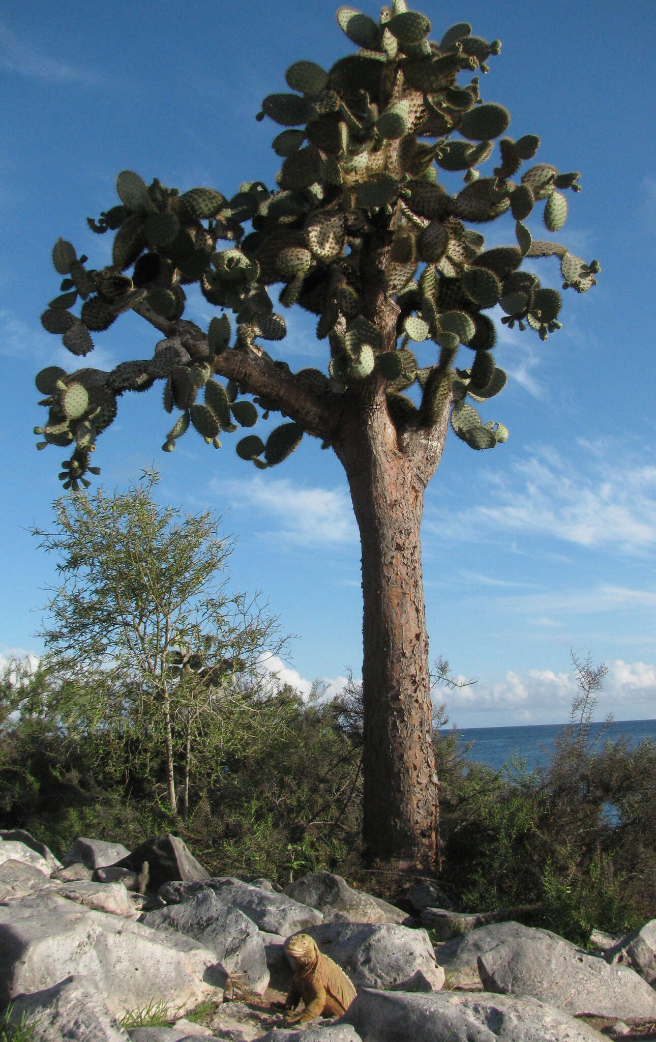 Image of Santa Fe Land Iguana