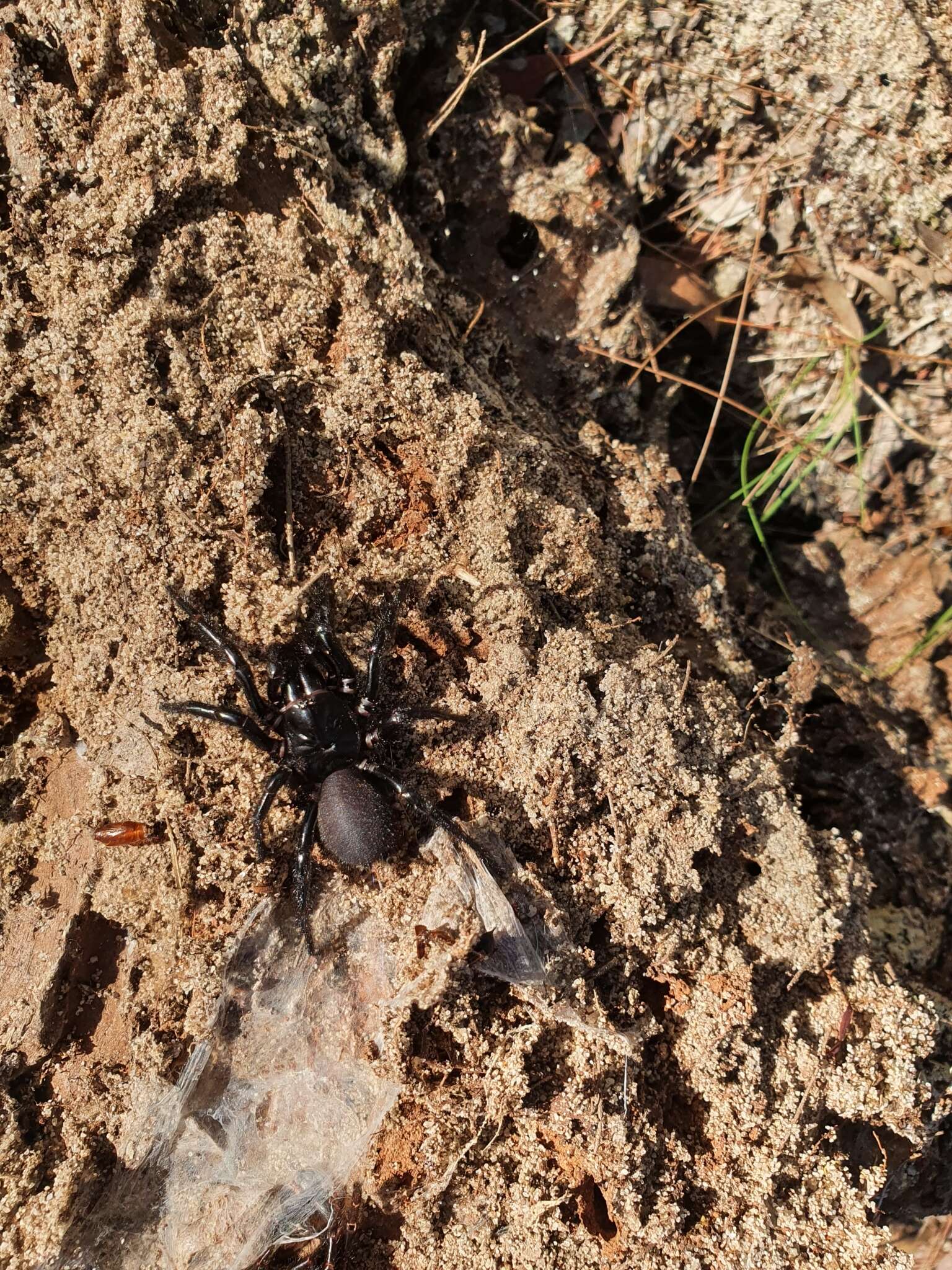 Imagem de Aranha-teia-de-funil