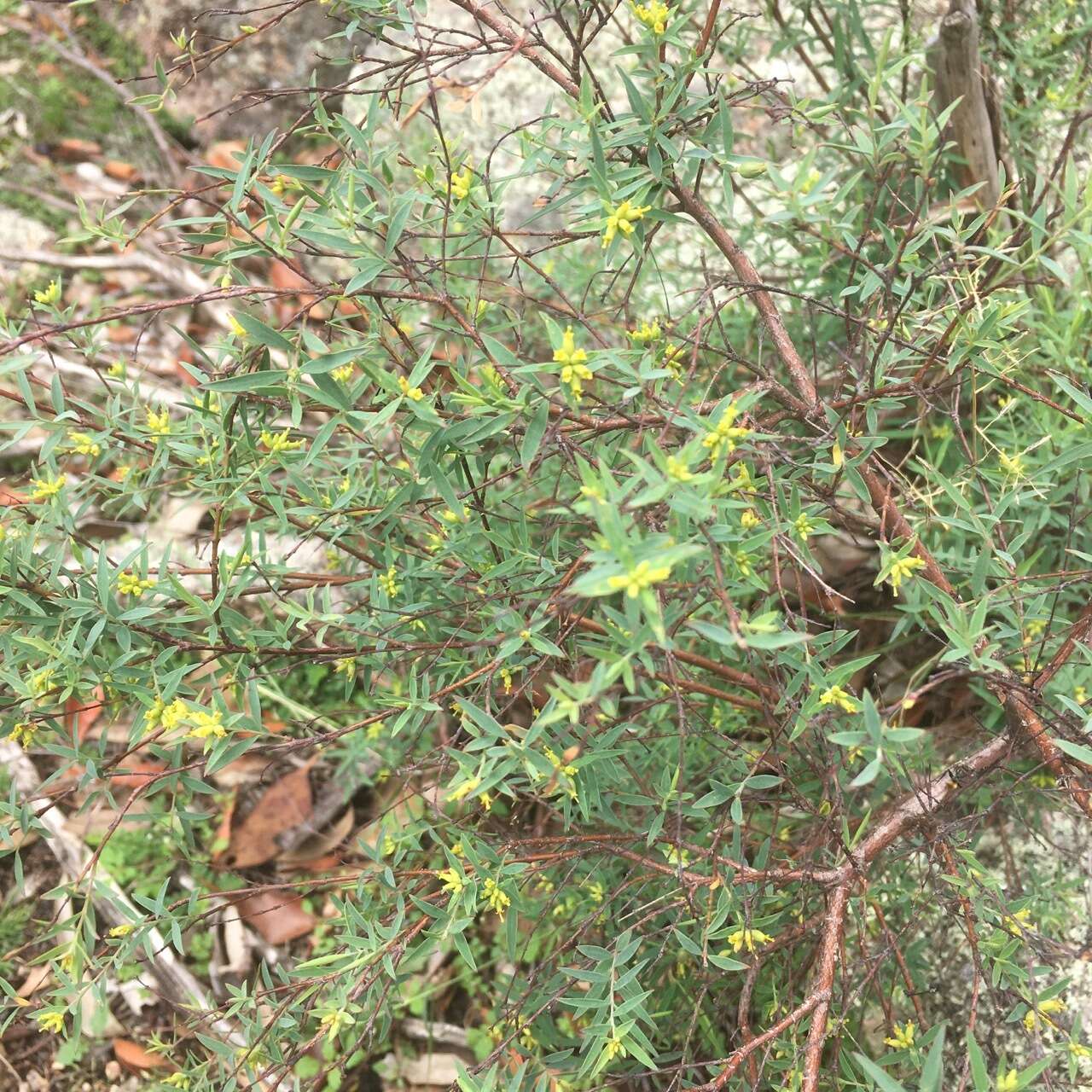 Image of Pimelea neoanglica S. Threlfall